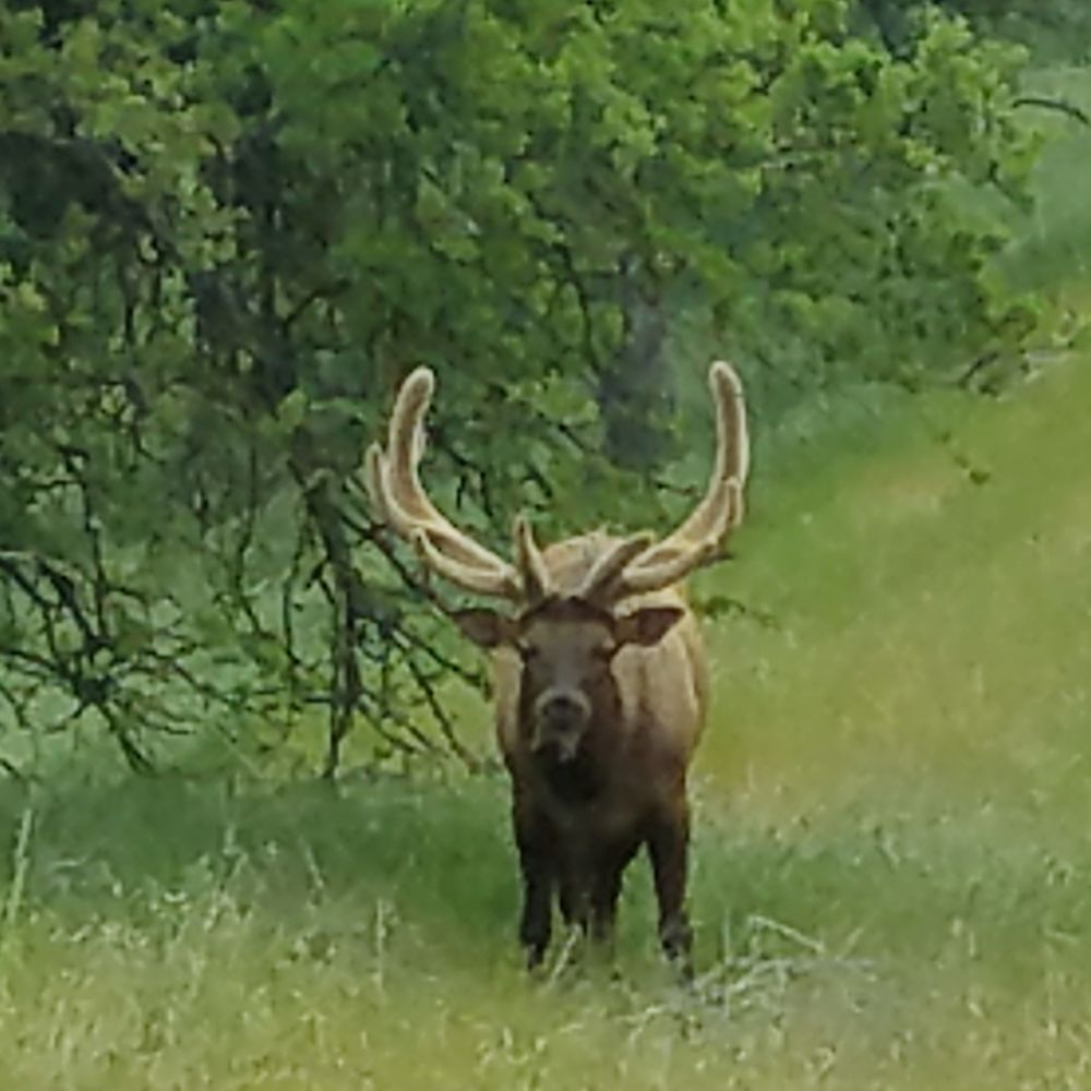 Stallion Springs Resort - You will see lots of wildlife at the resort, including the majestic elk. - Hotels Near Me - Tehachapi, California Stallion Springs Resort - You will see lots of wildlife at the resort, including the majestic elk. - Hotels Near Me - Tehachapi, California