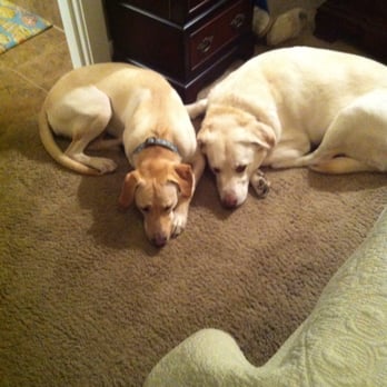Mary's Crate Escape - Jack and Olive.  And as Mary knows not always so quiet! - Pet Sitting Near Me