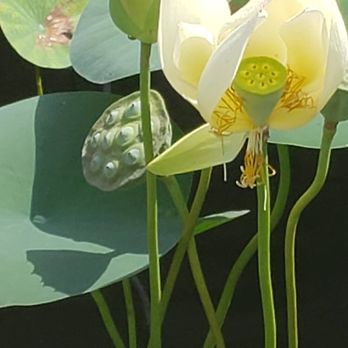 Powell Gardens - Botanical Gardens Near Me - Kingsville, Missouri Powell Gardens - Botanical Gardens Near Me - Kingsville, Missouri