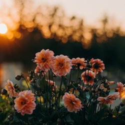 Northside Chapel Funeral Directors and Crematory