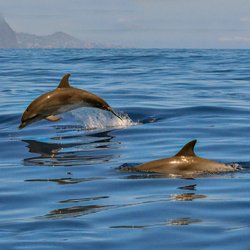 Whale Watch Tenerife - There are many species of dolphin that migrate through Tenerife all year.