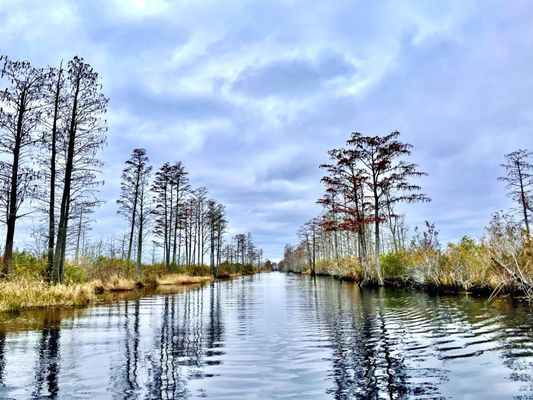 Okefenokee National Wildlife Refuge by null