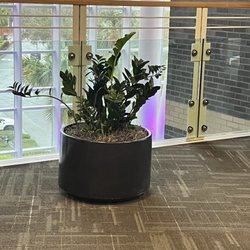 Orlando Health - Potted plant