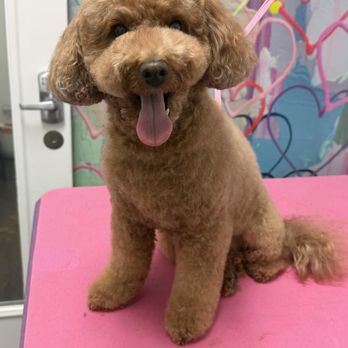 Jazzy Pawz - Penny - Pet Groomers Near Me - Atlanta, Georgia Jazzy Pawz - Penny - Pet Groomers Near Me - Atlanta, Georgia