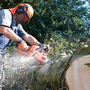 Photo of Apples to Oaks Tree Care