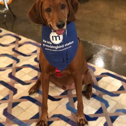 Duke making his daily visit to the office to say hi to the Lofts staff! Duke making his daily visit to the office to say hi to the Lofts staff!
