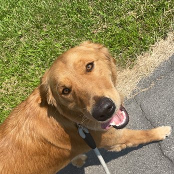 Paws First - Dog Walkers Near Me