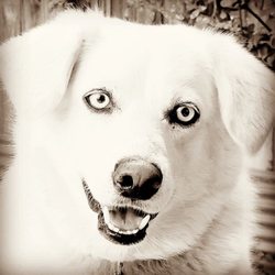 KYPSAH Pet Services - Overflowing with happy