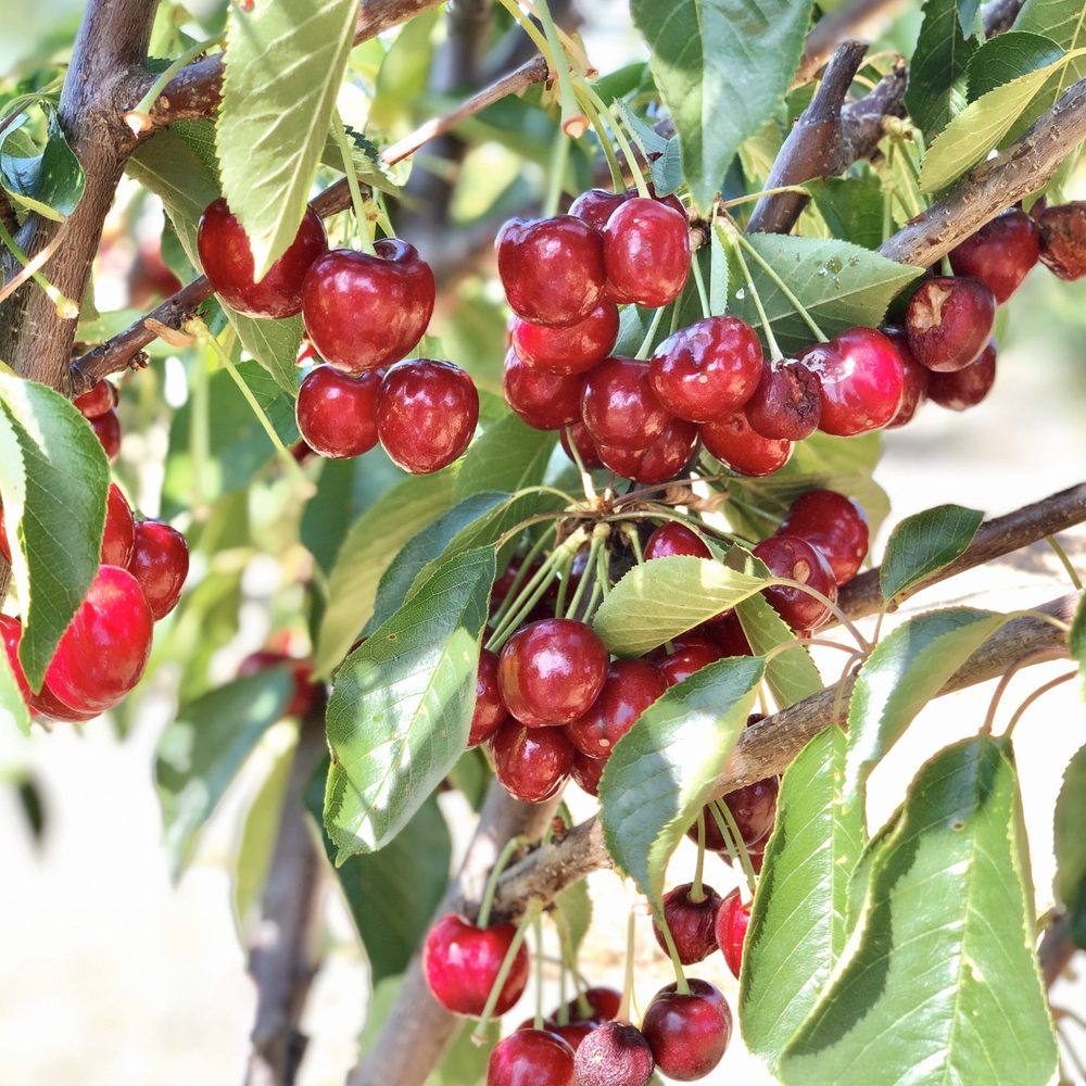 Cherry Time - 05/06/2020: Probably the most that we came across on one tree... - Pick Your Own Farms Near Me - Brentwood, California Cherry Time - 05/06/2020: Probably the most that we came across on one tree... - Pick Your Own Farms Near Me - Brentwood, California