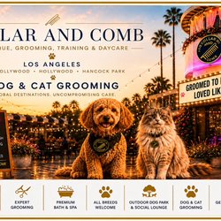 Collar & Comb - Header image