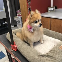 Petstyles - What a doll!