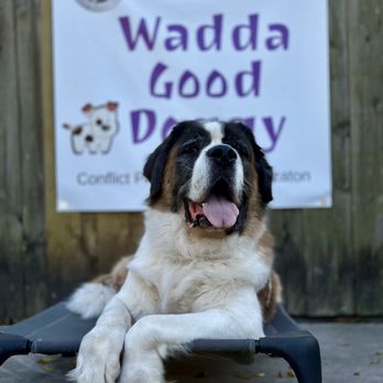 Casper's Camp Hope - Bernie the Saint Bernard and mentor dog at Wadda Good Doggy dog daycare in Gainesville Florida. - Pet Training Near Me - Gainesville, Florida Casper's Camp Hope - Bernie the Saint Bernard and mentor dog at Wadda Good Doggy dog daycare in Gainesville Florida. - Pet Training Near Me - Gainesville, Florida