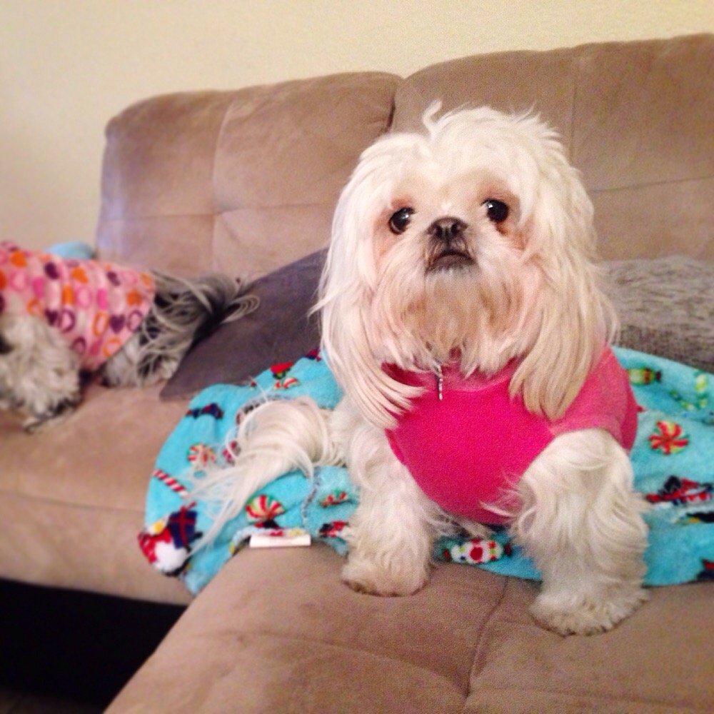PetSmart - Brr, it's cold. Glad I have my fleece jacket :) - Pet Stores Near Me - Rancho Cucamonga, California PetSmart - Brr, it's cold. Glad I have my fleece jacket :) - Pet Stores Near Me - Rancho Cucamonga, California