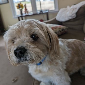 Pet Serve - Pet Sitting Near Me