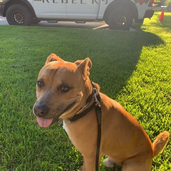 REBEL K9 Services - Spike waiting for class - Pet Training Near Me REBEL K9 Services - Spike waiting for class - Pet Training Near Me