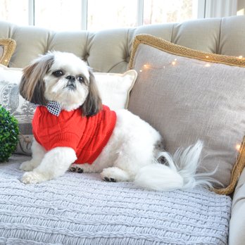 1. Terry's Pawfection