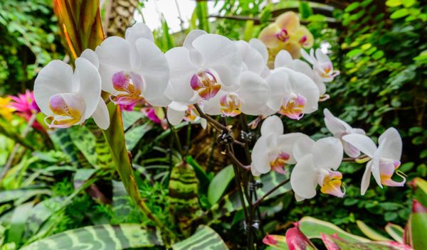 Phipps Conservatory and Botanical Gardens by null