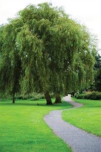 Willow Path Counseling Services - grief counselor in Kalamazoo, MI