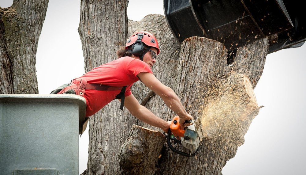 The City Different Tree - tree service in Santa Fe, NM