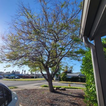 South California Arborists - Before - Tree Services Near Me South California Arborists - Before - Tree Services Near Me