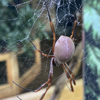 ZSL London Zoo - Spider room! - Zoos Near Me - London, XGL ZSL London Zoo - Spider room! - Zoos Near Me - London, XGL