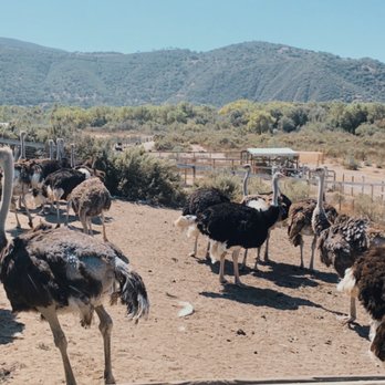 Ostrichland USA - Attraction Farms Near Me - Solvang, California Ostrichland USA - Attraction Farms Near Me - Solvang, California