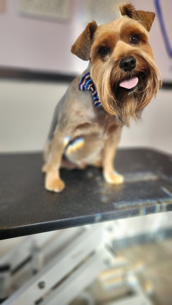 SO POSH PET SALON Updated October 2024 10 Photos Emmett, Idaho