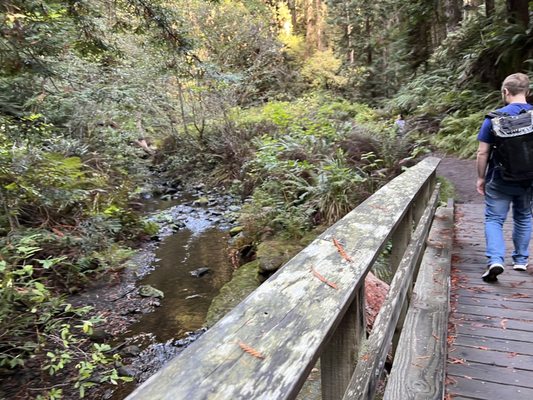 Pygmy Forest Discovery Trail by null