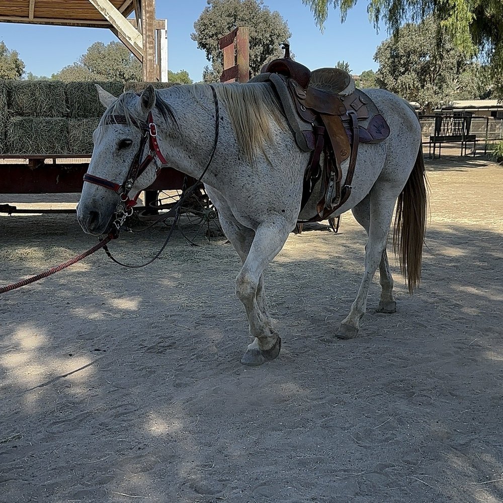 California Ranch Company - Horseback Riding Near Me - Temecula, California