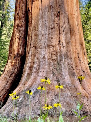 Sequoia National Forest by null