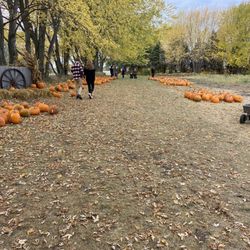 Barten Pumpkins - More pumpkins