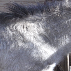 Pony and Pals