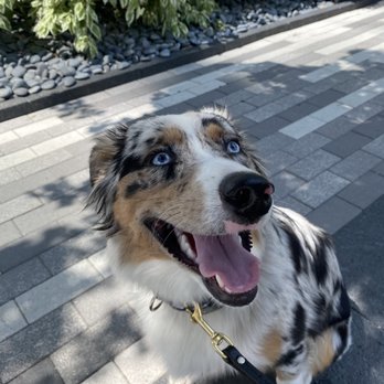 Ms. B's Pet Care - Olive the Australian Shephard - Dog Walkers Near Me - Boston, Massachusetts Ms. B's Pet Care - Olive the Australian Shephard - Dog Walkers Near Me - Boston, Massachusetts