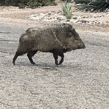 Sabino Canyon - What you might see in Sabino Canyon. Wild Pigs - Parks Near Me - Tucson, Arizona Sabino Canyon - What you might see in Sabino Canyon. Wild Pigs - Parks Near Me - Tucson, Arizona