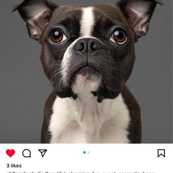 Ph2grphy - Pet Photography Near Me - Agoura Hills, California Ph2grphy - Pet Photography Near Me - Agoura Hills, California