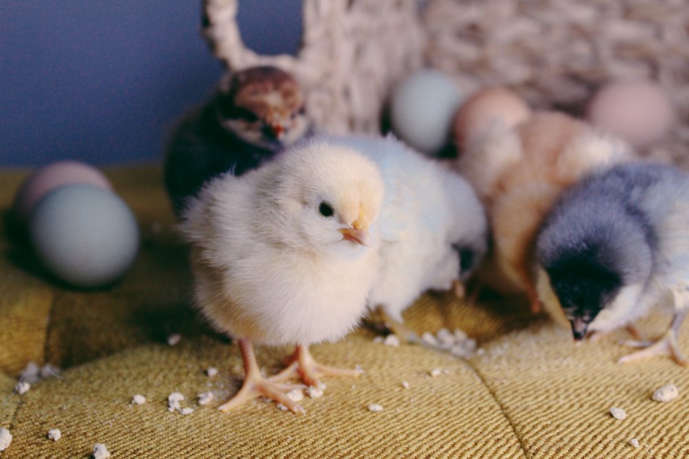 Backyard Chickies