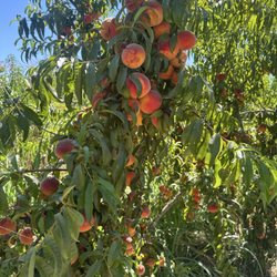 Max's Miracle Ranch