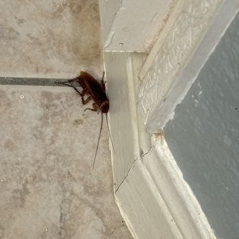 979 Vacation Property Services - cockroach inside the home - Vacation Rentals Near Me