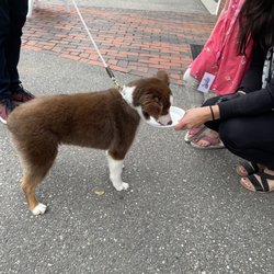 Evergreen Cannabis - They love dogs
