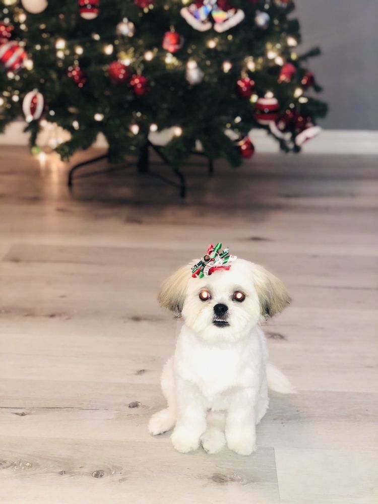 PURRS N’ FURRS GROOMING Updated September 2024 40 Photos Simi