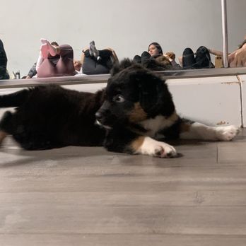 Spirit Yoga Studios - Puppy yoga with adoptable pups from Baja Paws - Yoga Near Me - San Diego, California Spirit Yoga Studios - Puppy yoga with adoptable pups from Baja Paws - Yoga Near Me - San Diego, California