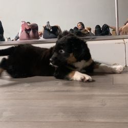 Spirit Yoga Studios - Puppy yoga with adoptable pups from Baja Paws
