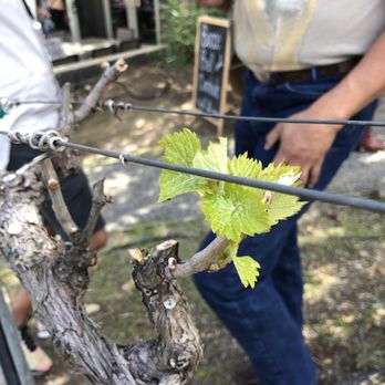 Milagro Farm Winery - New leaves, old vine - Wineries Near Me - Ramona, California