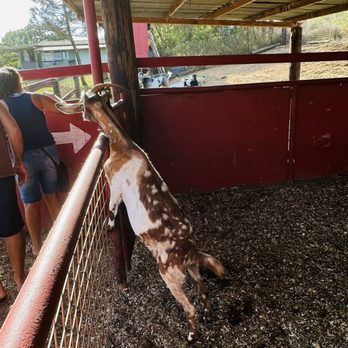 Gunstock Ranch - petting zoo - Horseback Riding Near Me - Laie, Hawaii Gunstock Ranch - petting zoo - Horseback Riding Near Me - Laie, Hawaii