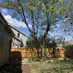Northern Colorado Tree Service