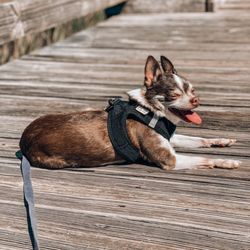 Peace Love Puppies  Lowcountry Pet Concierge