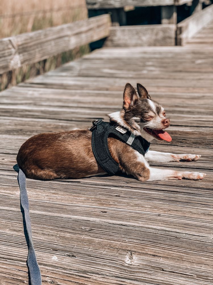 Peace Love Puppies Lowcountry Pet Concierge - pet boarding facility in Mount Pleasant, SC