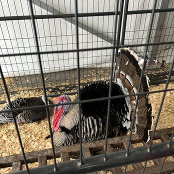 South Florida Fair - Turkey - Festivals Near Me - West Palm Beach, Florida South Florida Fair - Turkey - Festivals Near Me - West Palm Beach, Florida