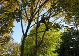 North West Landscape Care and Tree Service - tree service in Oregon City, OR