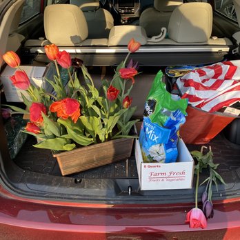 Cider Hill Farm - Planted the tulips in a planter in the trunk of my car to reduce the amount of time they spend in shock. - Pick Your Own Farms Near Me - Amesbury, Massachusetts Cider Hill Farm - Planted the tulips in a planter in the trunk of my car to reduce the amount of time they spend in shock. - Pick Your Own Farms Near Me - Amesbury, Massachusetts